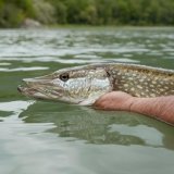 Relâcher vivant le poisson capturé, plutôt que de le tuer, reste interdit en Suisse, sauf dans des cas bien précis.